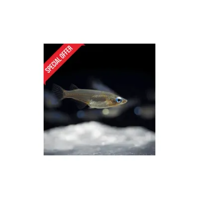 cloningaquapets logo