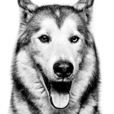 Loki The Wolfdog logo