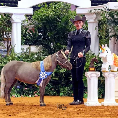 Star Point Horsemanship logo